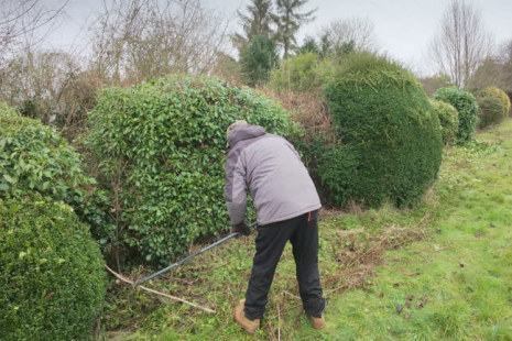 Tree and Shrub Removal