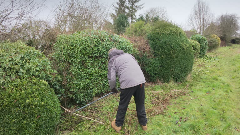 Tree and Shrub Removal