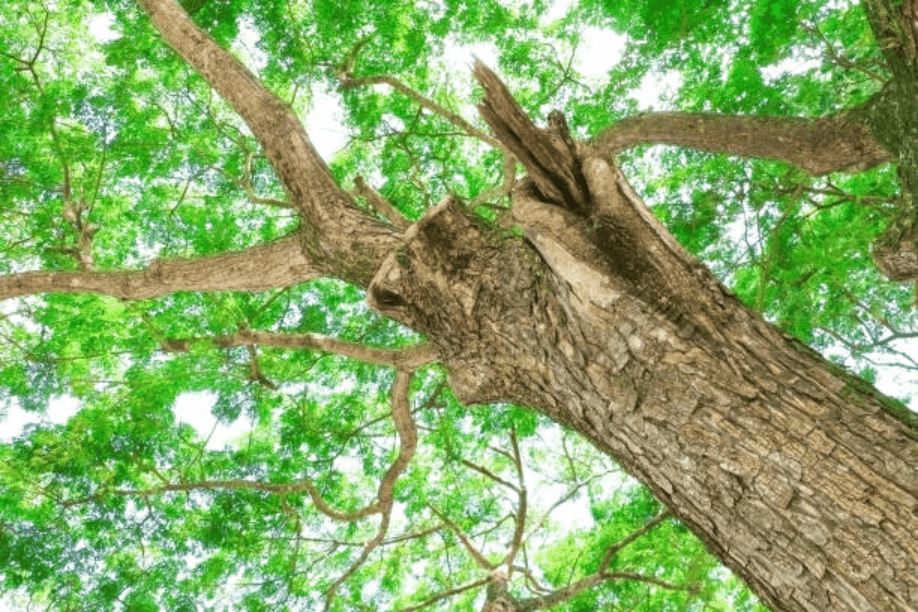 Signs Your Wichita Trees Are Lacking Essential Nutrients