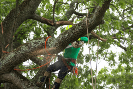 Free Tree Removal Services: Are They Really Available?