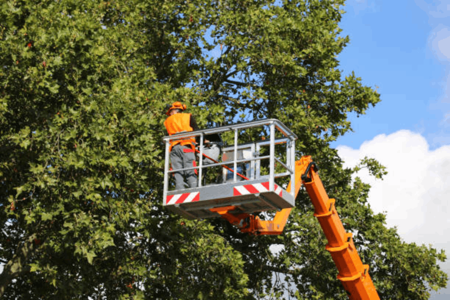 How to Make Your Midwest Trees’ Fall Colors More Vibrant