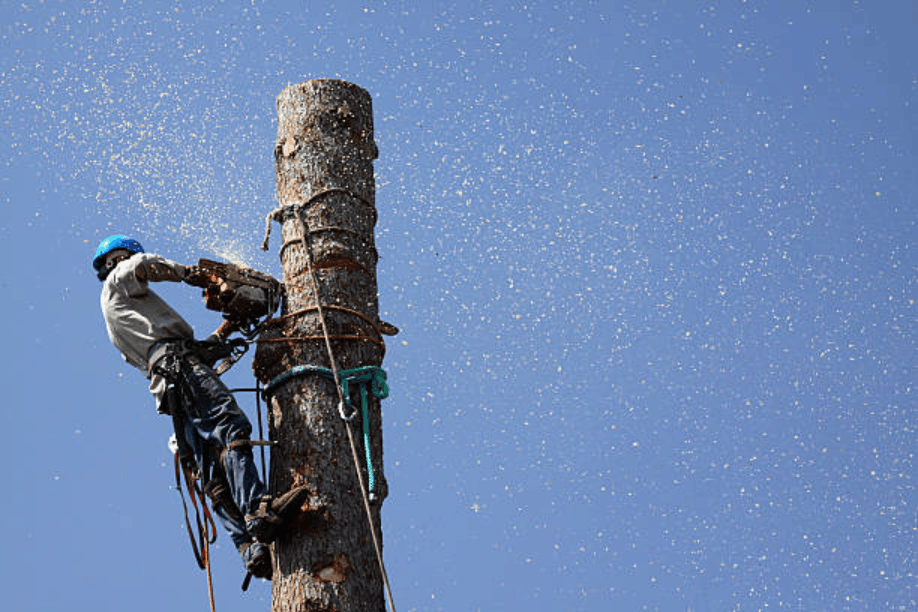 Who Pays for Tree Damage in Wichita? Kansas Laws on Neighboring Trees, Roots, and Branches
