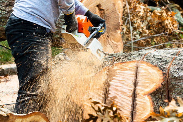 Dead Tree Removal