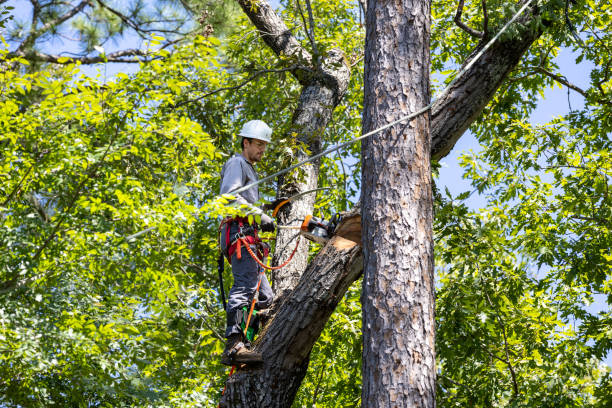 Tree Hauling Service