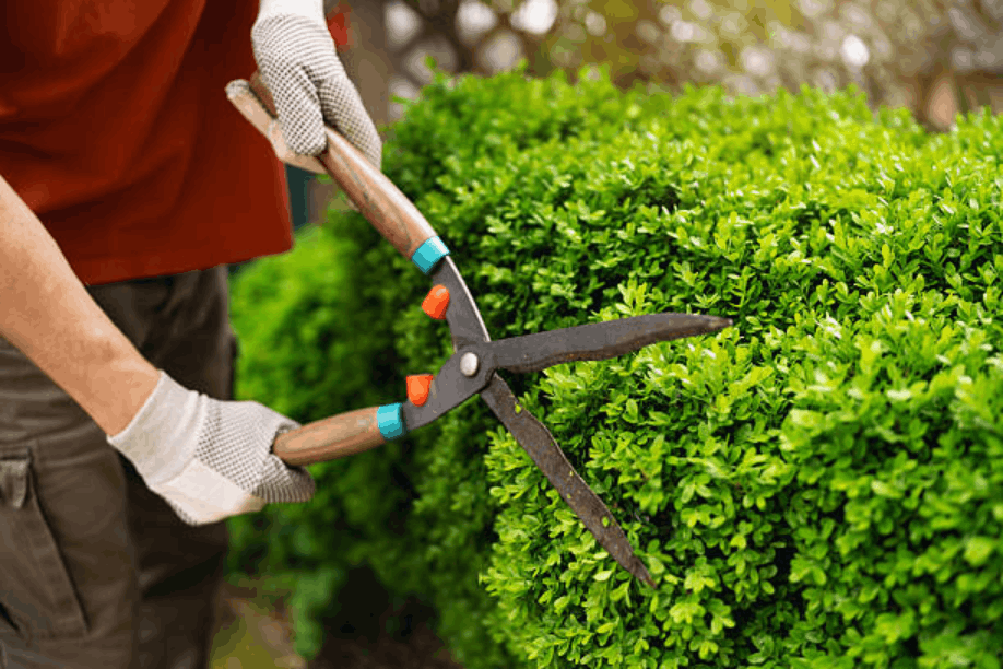 Shrub Trimming Companies: How to Choose the Right One