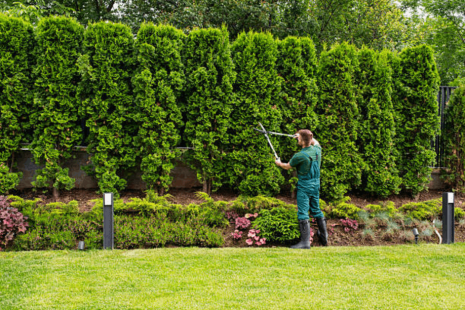 Tree and Hedge Trimming in Wichita: A Guide to Proper Maintenance