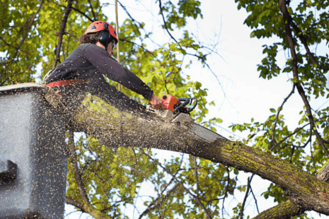 Fast Yard Cleanup After Tree Removal: The Role of Grapple Truck Debris Hauling in Wichita