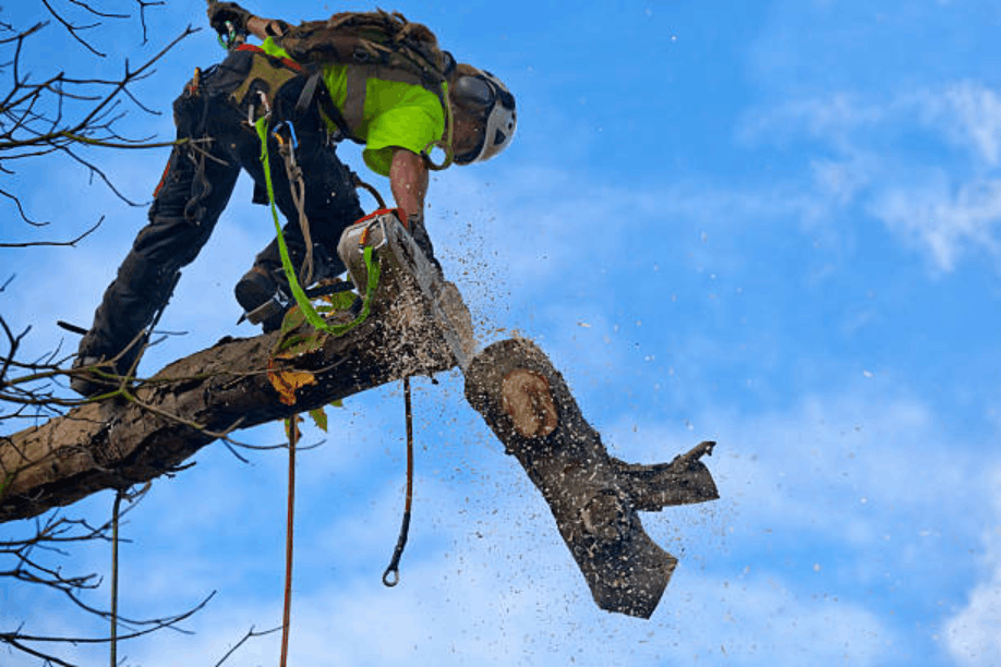 24-Hour Tree Removal Service in Wichita: What to Expect