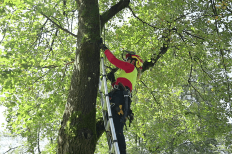 How to Get a Free Estimate From a Tree Service Company