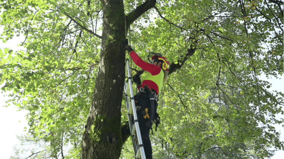 How to Get a Free Estimate From a Tree Service Company