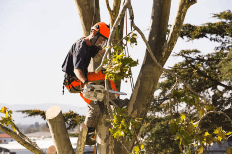 When Do You Need Emergency Tree Removal in Kansas?