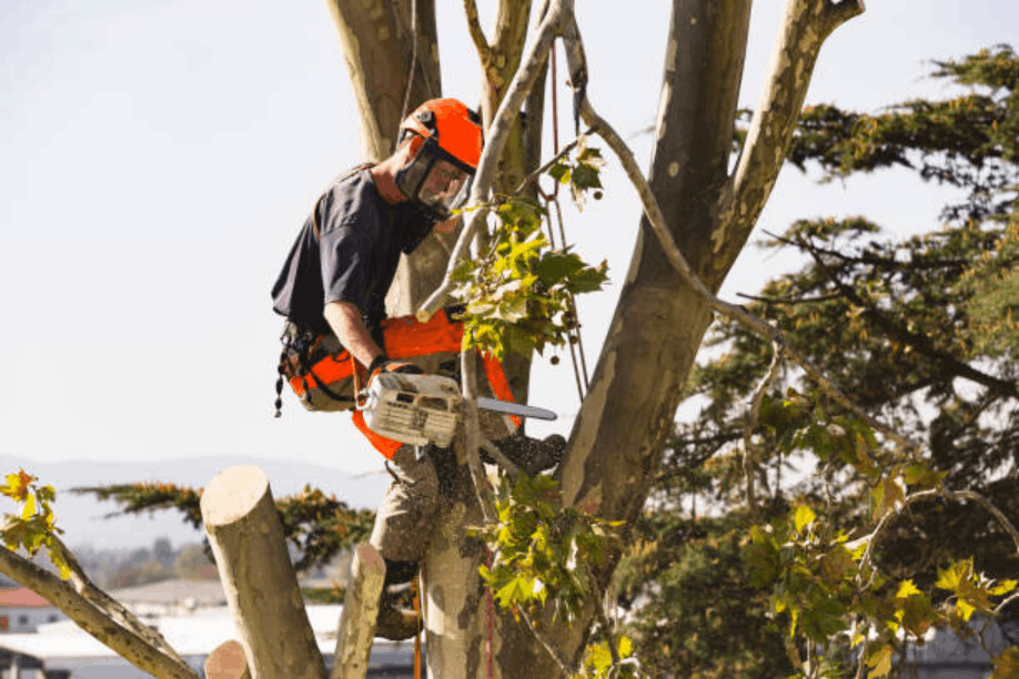 When Do You Need Emergency Tree Removal in Kansas?